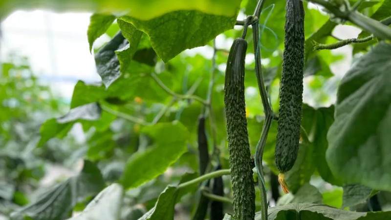 黄瓜发育“开关”找到