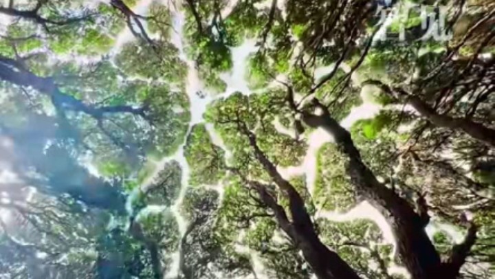 树木为何会相互“礼让”？